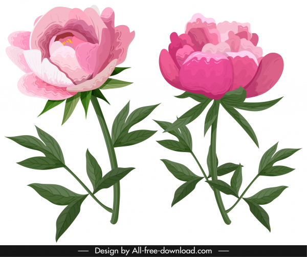 iconos de peonía verde rosa clásico boceto dibujado a mano