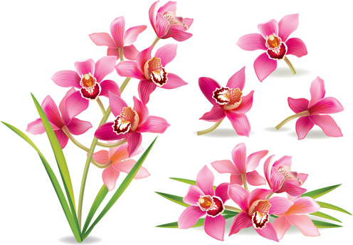 Orquídeas rosas Vector de diseño