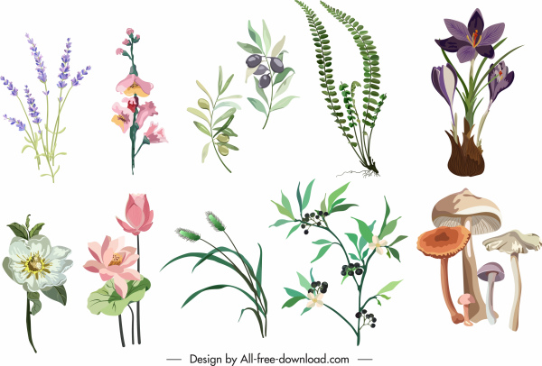 植物图标花蘑菇五颜六色的古典素描