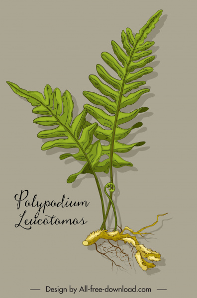 Polypodium ramuan tanaman ikon berwarna sketsa klasik