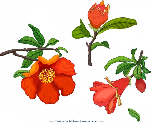 Granatapfelbaum Designelemente Blume Frucht Knospe Ikonen