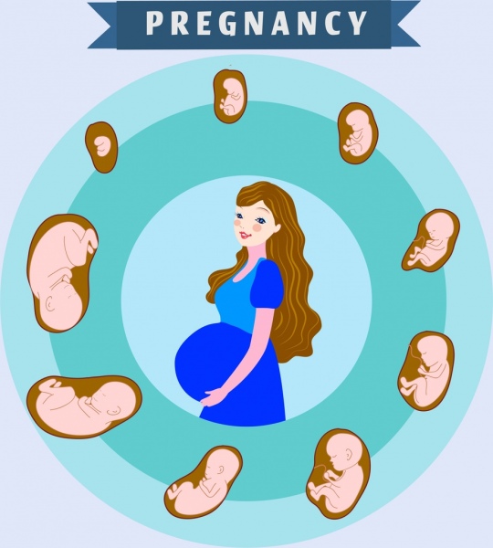 怀孕背景妇女孩子子宫图标圆圈布局