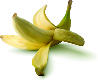 illustrazione di vettore del disegno realistico banana