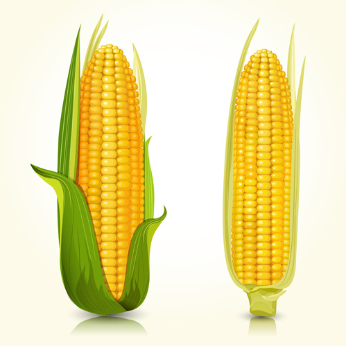 ensemble de vecteurs conception réaliste de maïs