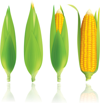conjunto de vectores de diseño realista maíz