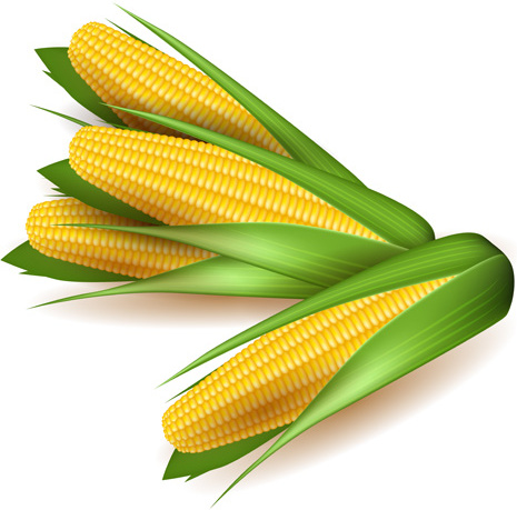 conjunto de vectores de diseño realista maíz