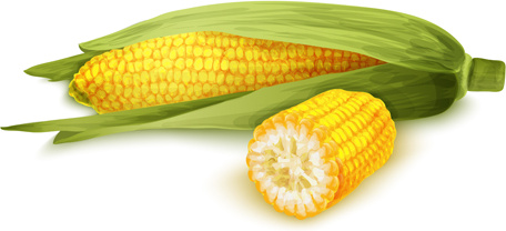 ensemble de vecteurs conception réaliste de maïs