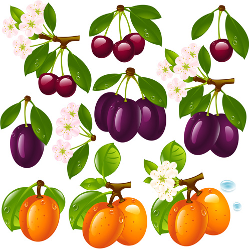 buah-buahan yang realistis dan berry desain vektor