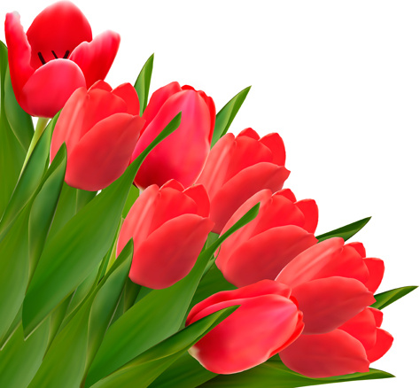 vektor kreatif desain bunga tulip merah