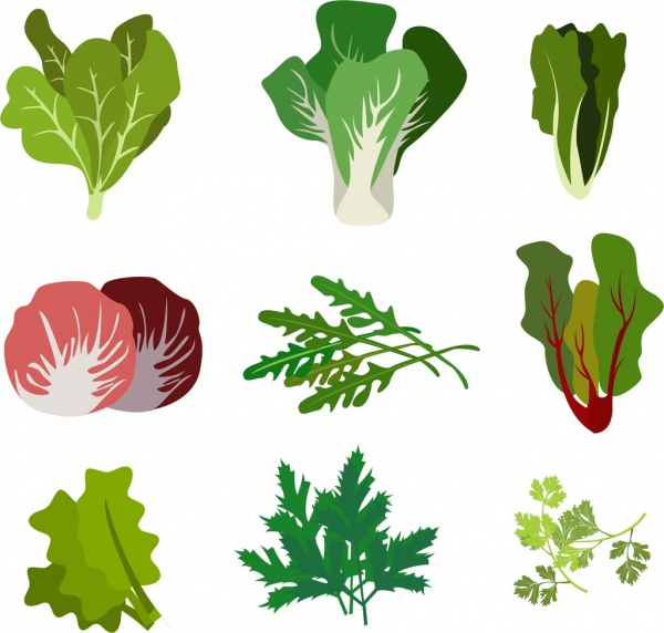 coleção de ícones de salada isolamento de vários tipos