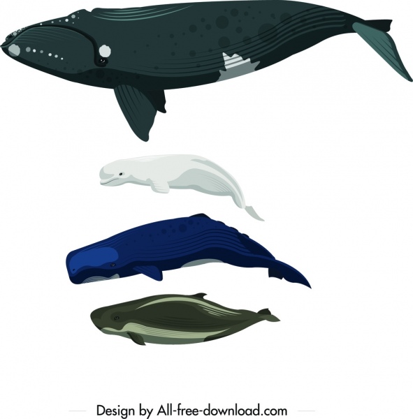 수영 하는 바다 생물 아이콘 고래 돌고래 디자인