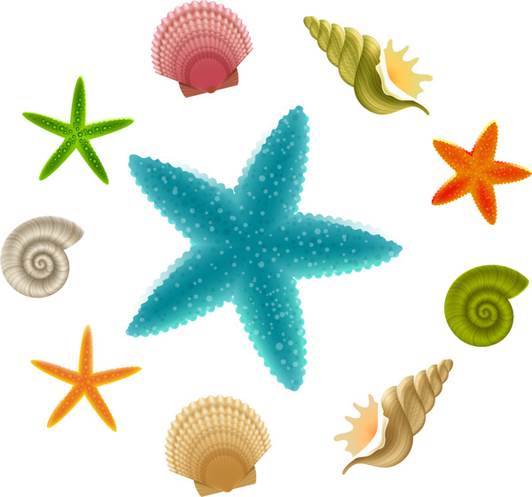 coleções de conchas e estrela-do-mar