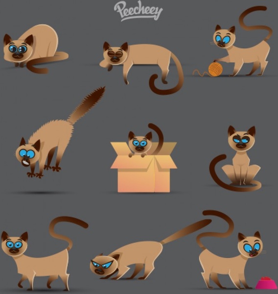 Conjunto de gato siamês bonito em diferentes posições