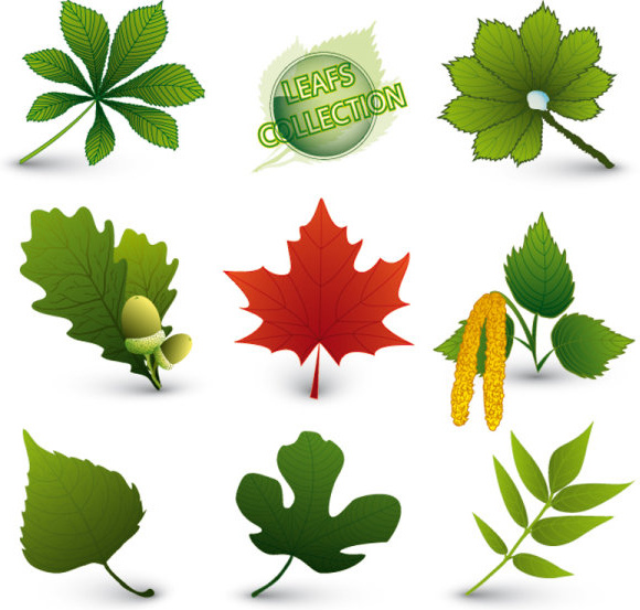 Set Of Exquisite Leaves Vector Graphics Part