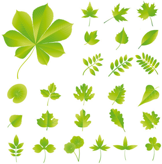 Set Of Exquisite Leaves Vector Graphics Part 5