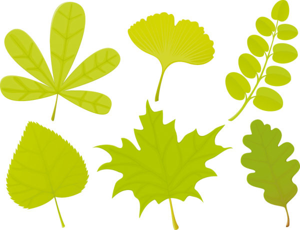Set Of Exquisite Leaves Vector Graphics Part  No.343164