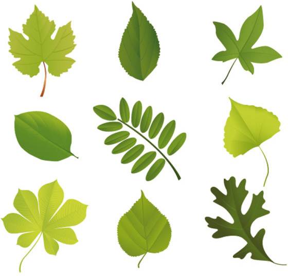 Set Of Exquisite Leaves Vector Graphics Part  No.343165