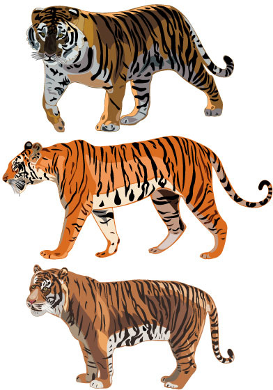 insieme di arte foto di tigre vettoriale