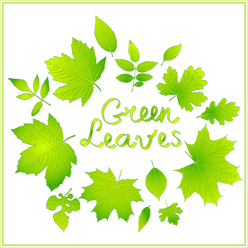 зеленые листья блестящие Векторный фон