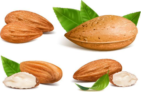 Shiny Nuts Design Vectors 5