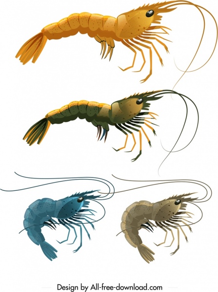 modèles d’icônes de crevettes croquis coloré brillant