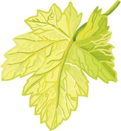Simple Grapes Leaf Design Vector