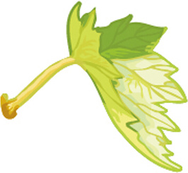 간단한 포도 잎 디자인 벡터