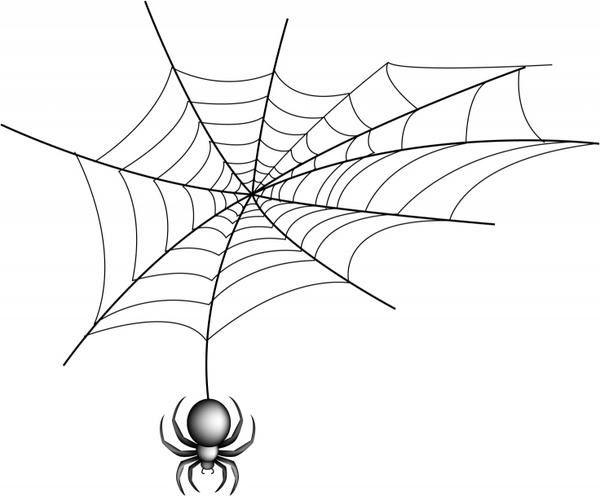 pająk z sieci