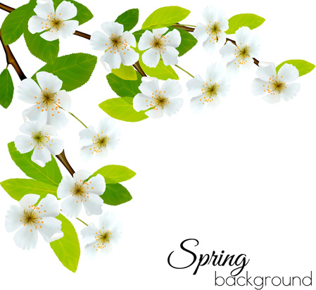 musim semi latar belakang dengan bunga putih vektor
