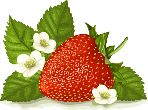 Erdbeere mit weiße Blume Vektor