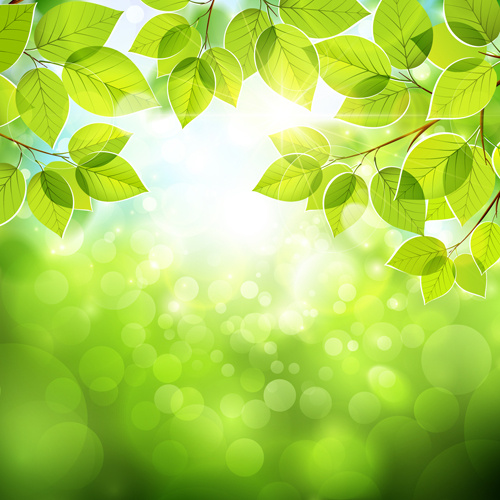 estate foglie verdi con sole vettore sfondo