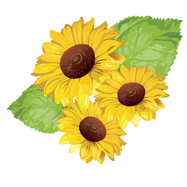 Sunflower Vector -2