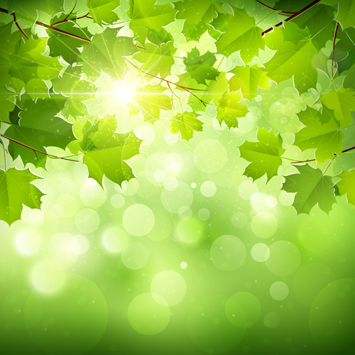 แสงแดดและสีเขียวใบไม้ธรรมชาติพื้นหลัง