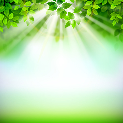 la luce del sole con foglie verdi brillanti sfondo vettore