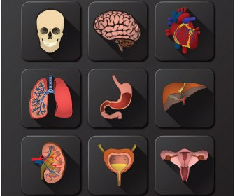3D Vector De órgãos Internos De ícones