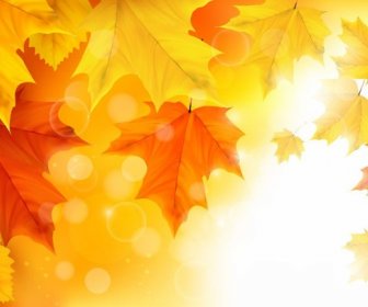 Herbstliche Ahornblätter Hintergrund Illustration Vektor