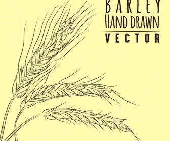 Barley Background Handdrawn Sketch
