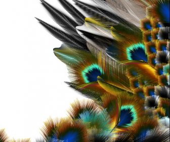 Beautiful Peacock Feathers Background Graphics