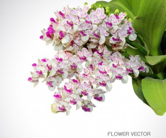 美しい紫色の白い花のベクトル