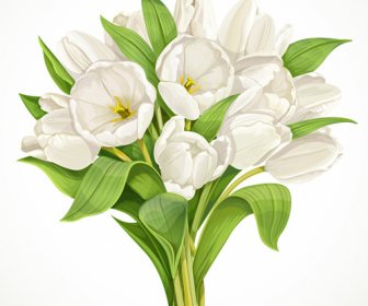 เวกเตอร์ดอกทิวลิปสีขาวที่สวยงาม