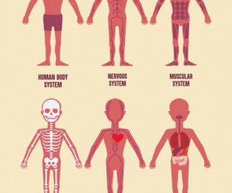 生物学背景 人类物理器官图标