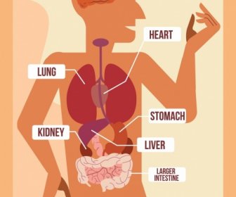 Biology Science Background Human Body Organ Icons
