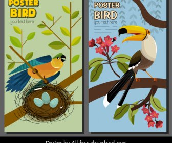 Modèles D'affiche D'oiseau Perroquet Toucan Esquissent Classique Coloré
