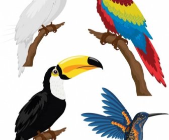 Birds Icons Parrot Woodpecker Sketch Colorful Design