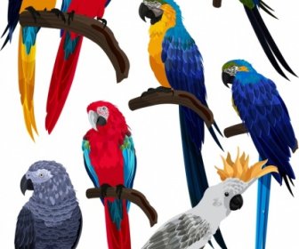 Aves Especies Loro Búho Iconos Colorido Diseño