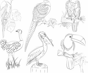 Uccelli Specie Icone Nero Bianco Disegno Disegnato A Mano