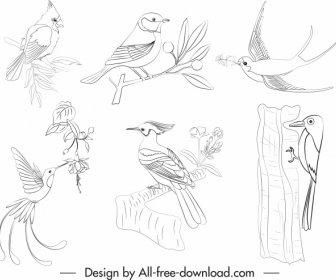 Uccelli Specie Icone Nero Bianco Schizzo Disegnato A Mano