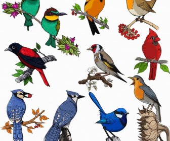 Burung Spesies Ikon Koleksi Klasik Warna-warni Bertengger Sketsa