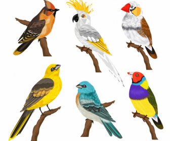 Birds Species Icons Colorful Cartoon Sketch -2