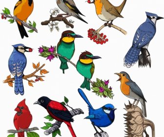 Pájaros Especies Iconos Colorido Diseño Clásico